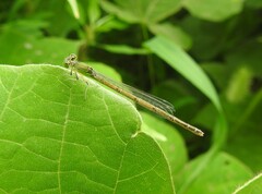 Paracercion hieroglyphicum