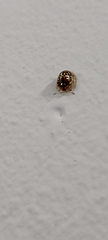 Cassidinae