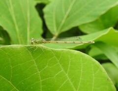 Paracercion hieroglyphicum