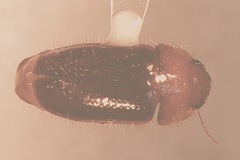 Pseudomorpha excrucians