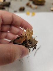 Clavaria rubicundula