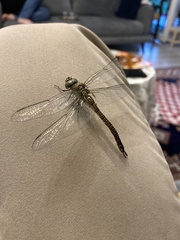 Aeshna mixta