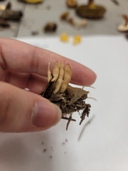 Clavaria rubicundula
