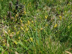 Carex flava