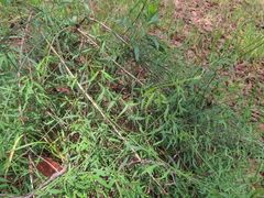 Galium aschenbornii