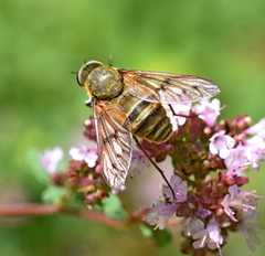 Pangonius pyritosus