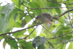 Metopothrix aurantiaca