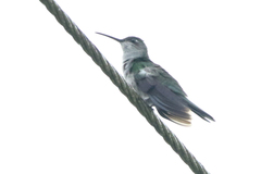 Campylopterus largipennis