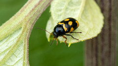 Cryptocephalus anticus