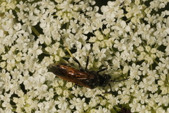 Tenthredo neobesa