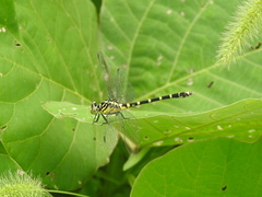 Burmagomphus collaris