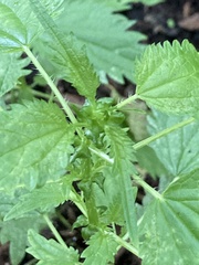 Urtica kioviensis