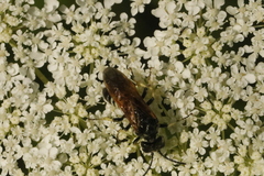 Tenthredo neobesa