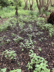 Urtica kioviensis
