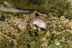 Glomeridae
