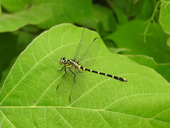 Burmagomphus collaris