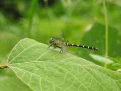 Burmagomphus collaris