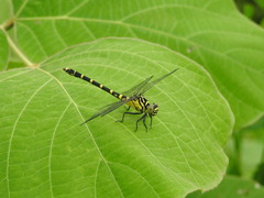 Burmagomphus collaris