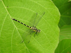 Burmagomphus collaris