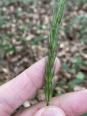 Hordelymus europaeus