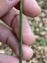 Hordelymus europaeus