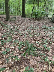 Hordelymus europaeus