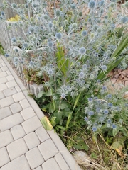 Eryngium planum