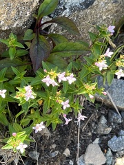 Houstonia montana