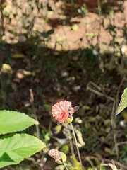 Pterygota