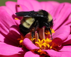 Bombus pensylvanicus
