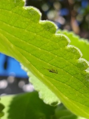 Insecta
