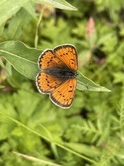 Lycaena splendens