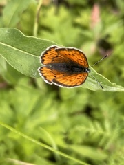 Lycaena splendens