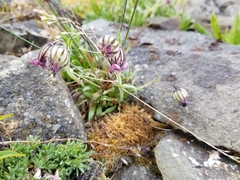 Silene uralensis