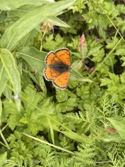 Lycaena splendens