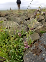 Silene uralensis