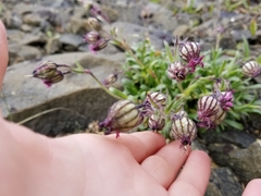 Silene uralensis