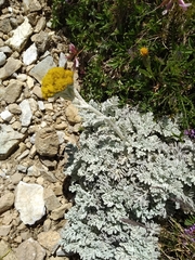 Jacobaea leucophylla