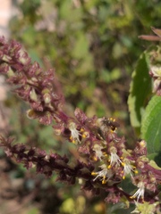 Insecta