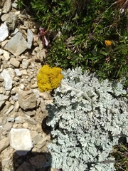Jacobaea leucophylla