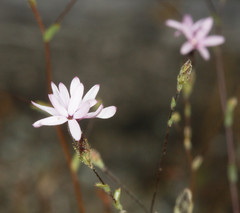 Lessingia micradenia micradenia