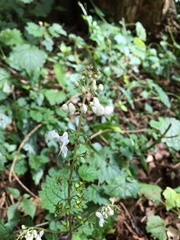 Plectranthus swynnertonii