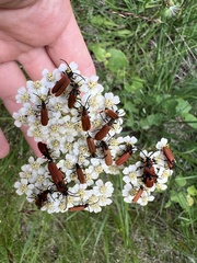 Lygistopterus sanguineus