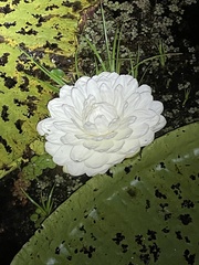Victoria amazonica