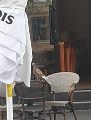 Columba livia domestica