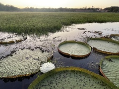 Victoria amazonica