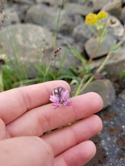 Silene uralensis