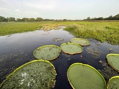 Victoria amazonica