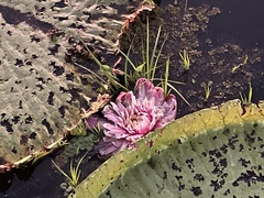Victoria amazonica