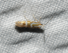 Argyresthia canadensis